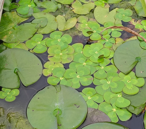 Four Leaf Variegated Floating Clover