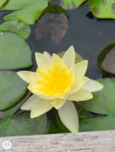 Load image into Gallery viewer, Waterlily Chromatella