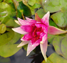 Load image into Gallery viewer, Waterlily Red Spider