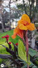 Load image into Gallery viewer, Canna Pretoria