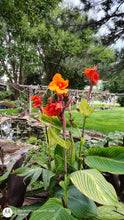 Load image into Gallery viewer, Canna Pretoria