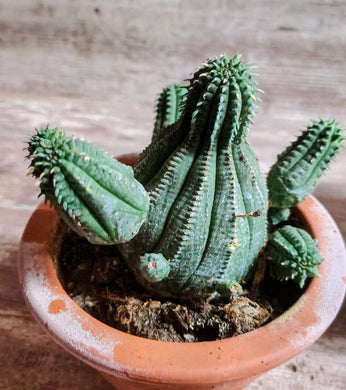 Euphorbia Obesa Hybrid