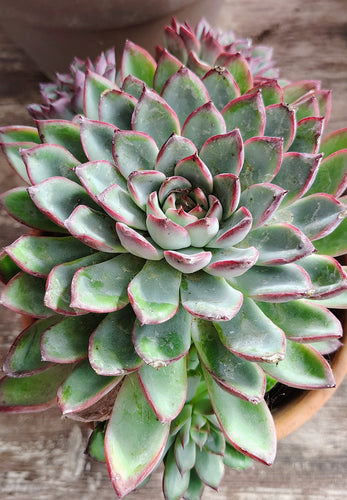 Echeveria Azulita