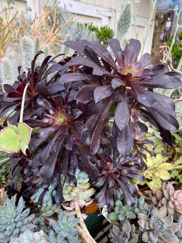Aeonium Zwartkop