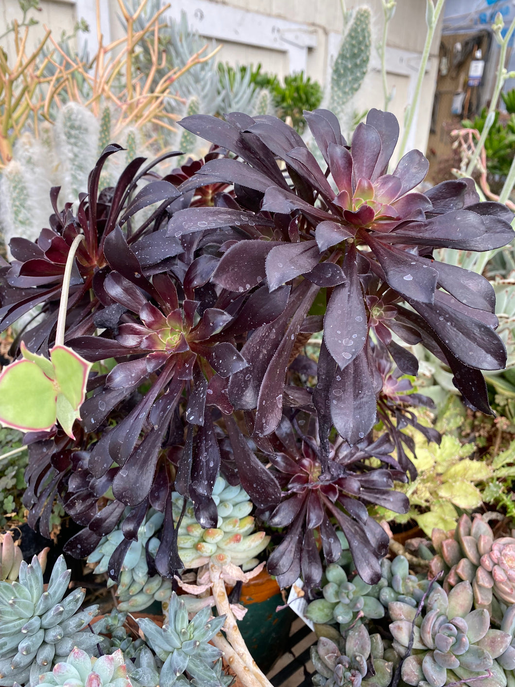 Aeonium Zwartkop