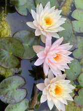 Load image into Gallery viewer, Waterlily Colorado