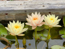 Load image into Gallery viewer, Waterlily Colorado