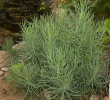 Load image into Gallery viewer, Senecio Blue Chalksticks