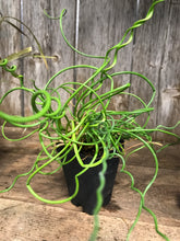 Load image into Gallery viewer, Spiral Reed Grass