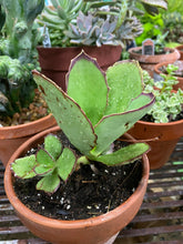 Load image into Gallery viewer, Kalanchoe Walking