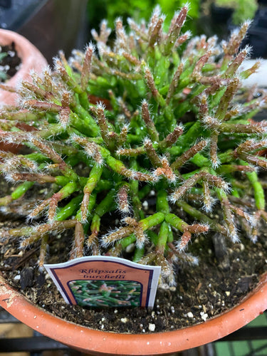Rhiphsalis Mistletoe