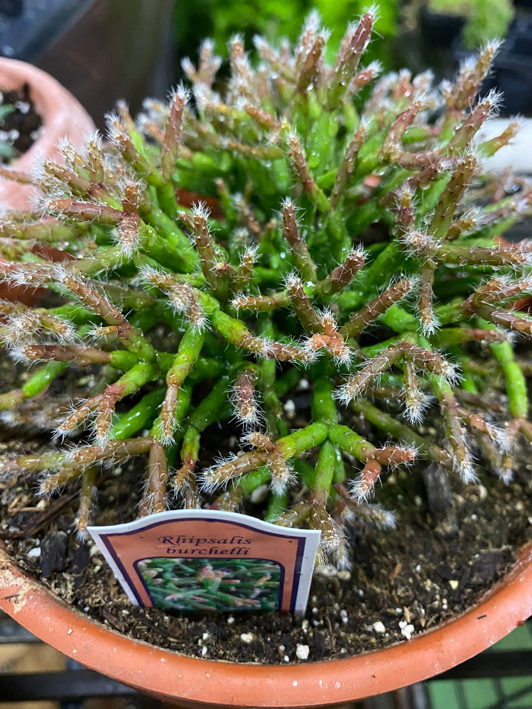 Rhiphsalis Mistletoe