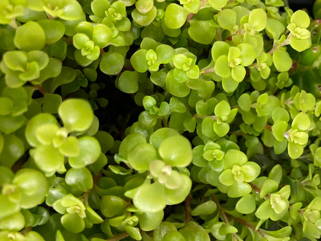 Sedum Makinoi Orgon