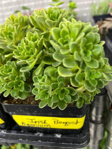 Aeonium 'Irish Bouquet',
