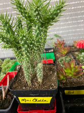 Load image into Gallery viewer, Mini Cholla