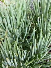 Load image into Gallery viewer, Senecio Blue Chalksticks