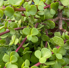 Load image into Gallery viewer, Elephant Bush