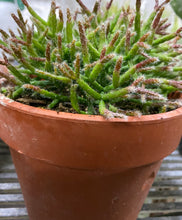 Load image into Gallery viewer, Rhiphsalis Mistletoe