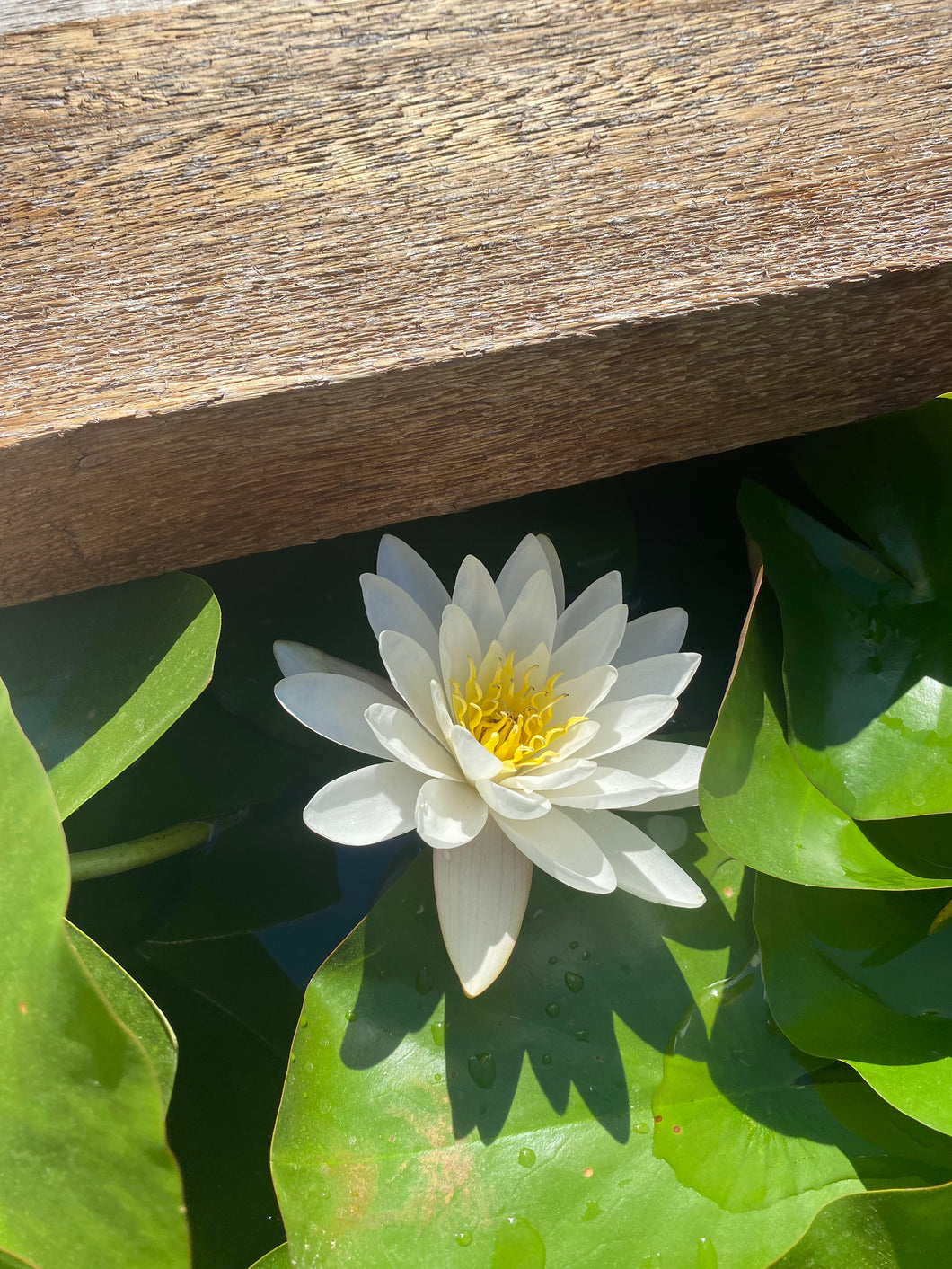 Water Lily White