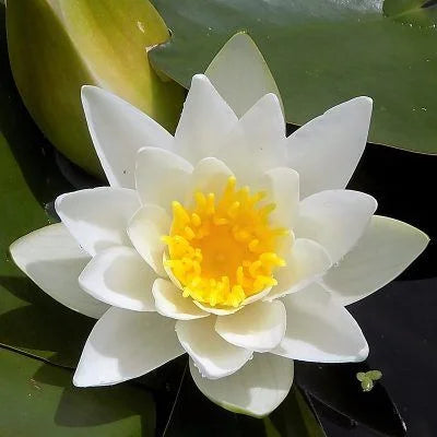 Water Lily Hardy White