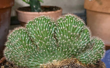 Load image into Gallery viewer, Cactus Caterpillar Crested