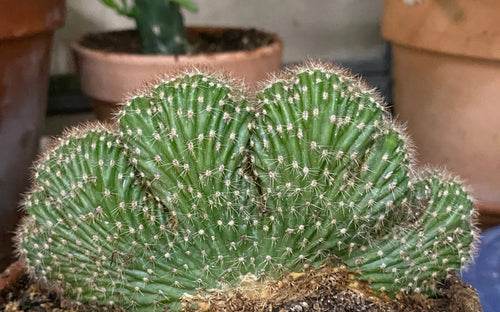 Cactus Caterpillar Crested