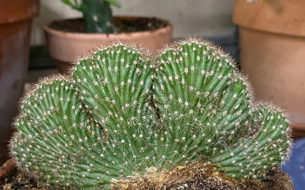 Cactus Caterpillar Crested