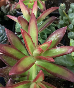 Sedum Adolfi