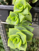 Load image into Gallery viewer, Giant string of Buttons Crassula