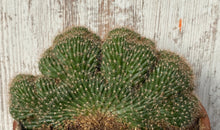 Load image into Gallery viewer, Cactus Caterpillar Crested