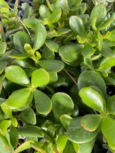 Crassula- Jade Plant