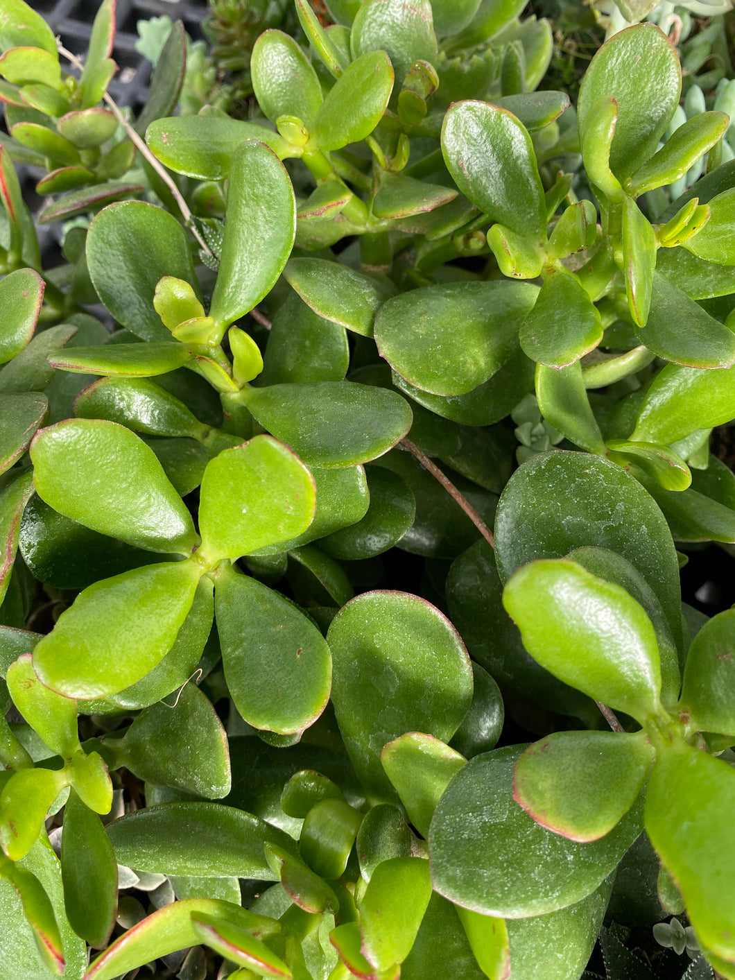 Crassula- Jade Plant