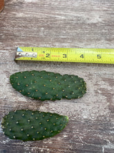 Load image into Gallery viewer, Cactus Roadkill