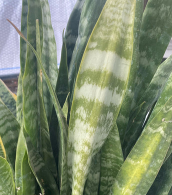 Sanseveria Zeylanica