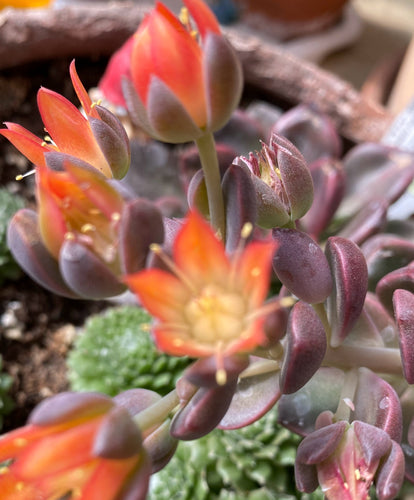 Echiveria Black Prince