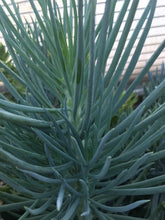 Load image into Gallery viewer, Senecio Blue Chalksticks
