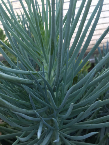 Senecio Blue Chalksticks