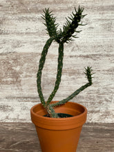 Load image into Gallery viewer, Mini Cholla