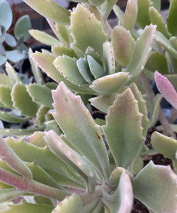 Kalanchoe behartii