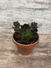 Load image into Gallery viewer, Echeveria Eliza