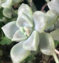 Load image into Gallery viewer, Graptopetalum Mendozae
