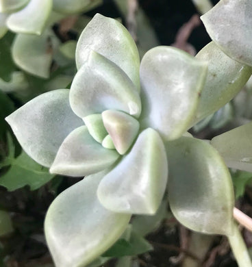 Graptopetalum Mendozae