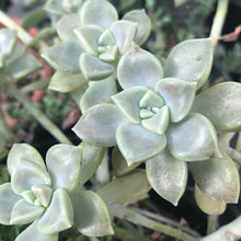 Load image into Gallery viewer, Graptopetalum Mendozae