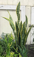 Load image into Gallery viewer, Snake Plant Trifasciata