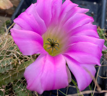 Load image into Gallery viewer, Cactus Lady Finger