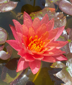 Water Lily Wanvisa