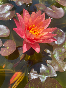 Water Lily Wanvisa