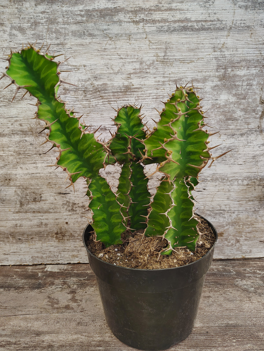 Euphorbia Zig Zag