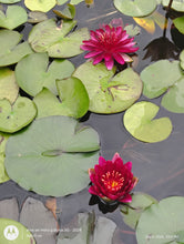 Load image into Gallery viewer, Water Lily Almost Black