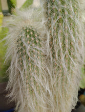 Load image into Gallery viewer, Old Man Cactus